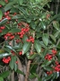 Primulaceae - Ardisia crenata 