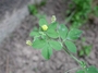 Fabaceae - Medicago lupulina 