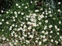 Asteraceae - Erigeron karvinskianus 