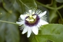 Passifloraceae - Passiflora edulis 