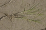 Poaceae - Paspalum vaginatum 