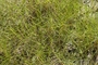 Poaceae - Paspalum vaginatum 