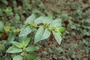 Euphorbiaceae - Euphorbia hirta 