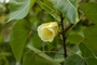Malvaceae - Thespesia populnea 