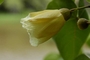 Malvaceae - Thespesia populnea 