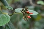 Cordiaceae - Cordia sebestena 