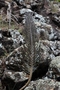 Crassulaceae - Kalanchoe tubiflora 