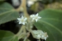 Sterculiaceae - Commersonia bartramia 