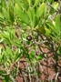 Goodeniaceae - Scaevola gaudichaudii 