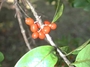 Rubiaceae - Coprosma kauensis 