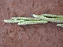 Poaceae - Paspalum urvillei 