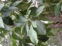 Myrtaceae - Lophostemon confertus 