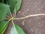 Myrtaceae - Lophostemon confertus 