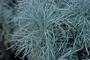 Asteraceae - Artemisia mauiensis 