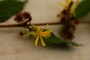 Malvaceae - Triumfetta semitriloba 