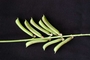 Fabaceae - Crotalaria perrottetii 
