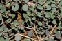 Euphorbiaceae - Euphorbia prostrata 