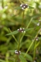 Rubiaceae - Spermacoce remota 