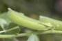 Fabaceae - Crotalaria incana 