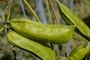 Fabaceae - Canavalia cathartica 