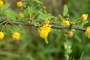 Fabaceae - Vachellia farnesiana 