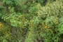 Fabaceae - Vachellia farnesiana 