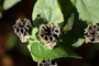 Malvaceae - Abutilon grandifolium (Pukepu)