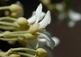 Euphorbiaceae - Aleurites moluccanus 
