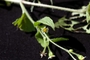 Asteraceae - Galinsoga parviflora 