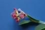Fabaceae - Alysicarpus vaginalis 