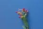 Fabaceae - Alysicarpus vaginalis 