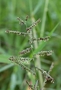 Poaceae - Urochloa mutica 