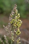 Poaceae - Sorghum bicolor 