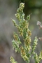 Poaceae - Sorghum bicolor 