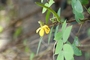 Fabaceae - Senna occidentalis 