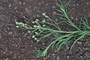 Asteraceae - Erigeron bonariensis 
