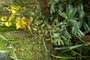 Fabaceae - Crotalaria retusa 