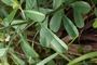 Fabaceae - Crotalaria retusa 