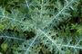 Papaveraceae - Argemone mexicana 
