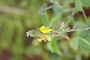 Fabaceae - Crotalaria incana 