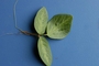 Fabaceae - Desmodium uncinatum 
