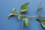 Fabaceae - Desmodium uncinatum 