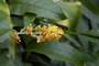 Scrophulariaceae - Buddleja madagascariensis 