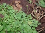Asteraceae - Erigeron bellioides 