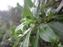 Rubiaceae - Coprosma longifolia 