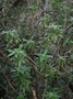 Rubiaceae - Coprosma longifolia 