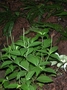 Piperaceae - Peperomia membranacea 