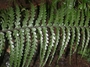 Aspleniaceae - Asplenium horridum 