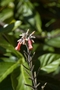 Crassulaceae - Kalanchoe tubiflora 