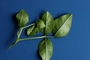 Fabaceae - Macroptilium atropurpureum 